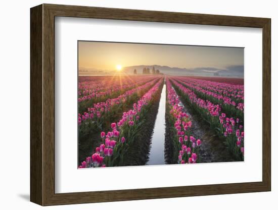 Sunrise over the Skagit Valley Tulip Fields, Washington State-Alan Majchrowicz-Framed Photographic Print