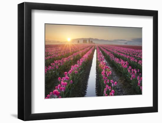 Sunrise over the Skagit Valley Tulip Fields, Washington State-Alan Majchrowicz-Framed Photographic Print