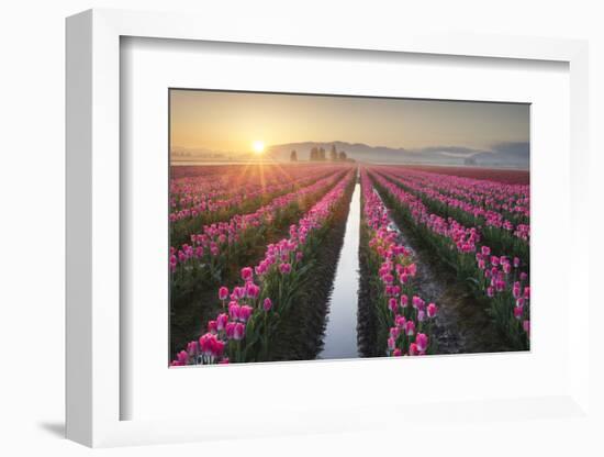 Sunrise over the Skagit Valley Tulip Fields, Washington State-Alan Majchrowicz-Framed Photographic Print