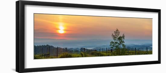Sunrise over the vineyards of Tuscany. Tuscany, Italy.-Tom Norring-Framed Photographic Print
