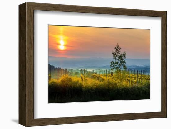 Sunrise over the vineyards of Tuscany. Tuscany, Italy.-Tom Norring-Framed Photographic Print