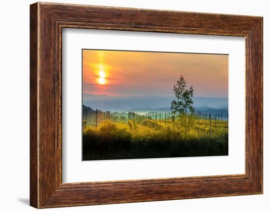 Sunrise over the vineyards of Tuscany. Tuscany, Italy.-Tom Norring-Framed Photographic Print