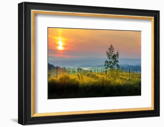 Sunrise over the vineyards of Tuscany. Tuscany, Italy.-Tom Norring-Framed Photographic Print