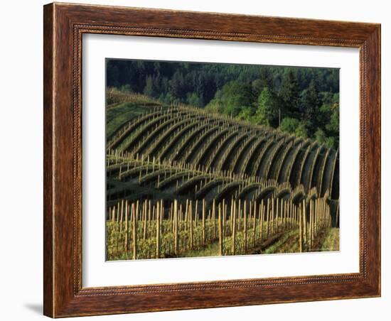 Sunrise over Vineyard in Red Hills above Dundee, Oregon, USA-Janis Miglavs-Framed Photographic Print