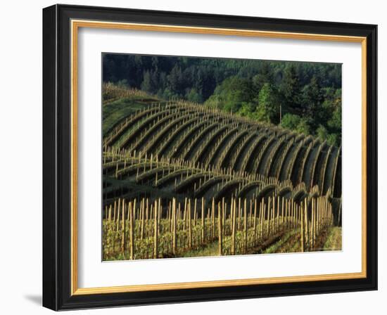 Sunrise over Vineyard in Red Hills above Dundee, Oregon, USA-Janis Miglavs-Framed Photographic Print