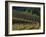 Sunrise over Vineyard in Red Hills above Dundee, Oregon, USA-Janis Miglavs-Framed Photographic Print