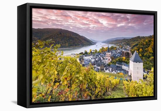 Sunrise over Vineyards, Bacharach, Rhineland-Palatinate, Germany-Matteo Colombo-Framed Premier Image Canvas