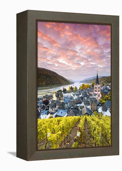 Sunrise over Vineyards, Bacharach, Rhineland-Palatinate, Germany-Matteo Colombo-Framed Premier Image Canvas