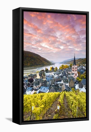 Sunrise over Vineyards, Bacharach, Rhineland-Palatinate, Germany-Matteo Colombo-Framed Premier Image Canvas