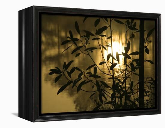 Sunrise Reflected in Pond, Callaway Gardens, Georgia, USA-Nancy Rotenberg-Framed Premier Image Canvas