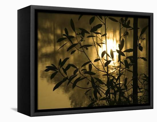 Sunrise Reflected in Pond, Callaway Gardens, Georgia, USA-Nancy Rotenberg-Framed Premier Image Canvas