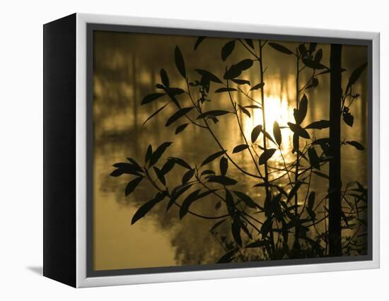 Sunrise Reflected in Pond, Callaway Gardens, Georgia, USA-Nancy Rotenberg-Framed Premier Image Canvas