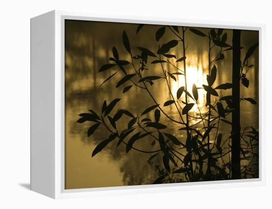Sunrise Reflected in Pond, Callaway Gardens, Georgia, USA-Nancy Rotenberg-Framed Premier Image Canvas