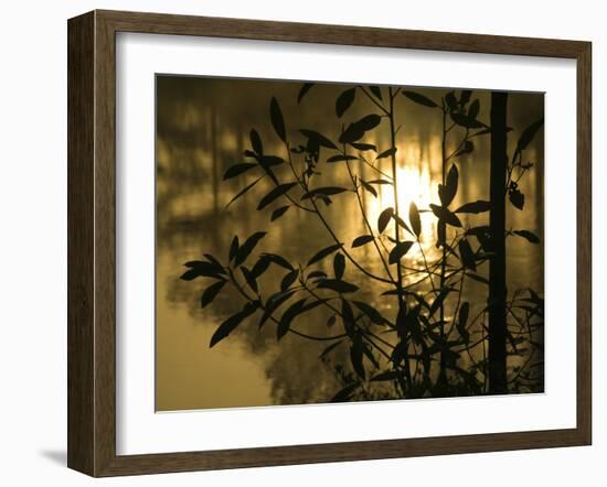 Sunrise Reflected in Pond, Callaway Gardens, Georgia, USA-Nancy Rotenberg-Framed Photographic Print