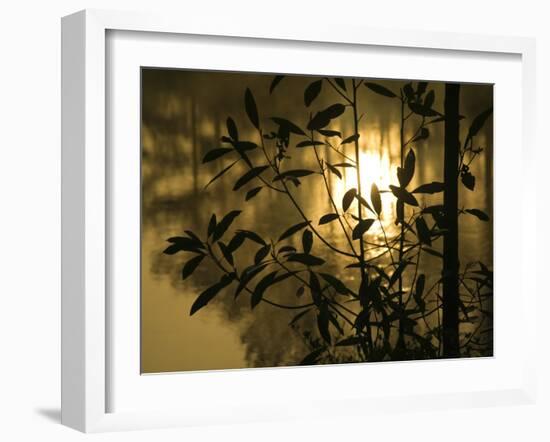 Sunrise Reflected in Pond, Callaway Gardens, Georgia, USA-Nancy Rotenberg-Framed Photographic Print