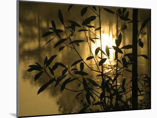 Sunrise Reflected in Pond, Callaway Gardens, Georgia, USA-Nancy Rotenberg-Mounted Photographic Print