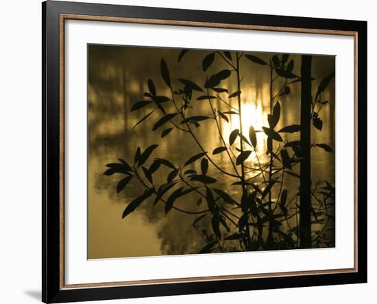 Sunrise Reflected in Pond, Callaway Gardens, Georgia, USA-Nancy Rotenberg-Framed Photographic Print