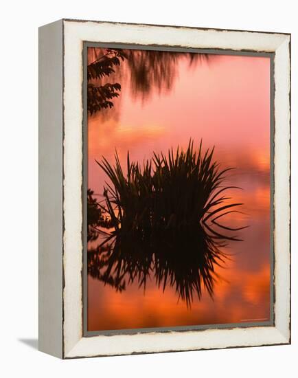 Sunrise Reflection in Swampy Wilderness, Wakodahatchee Preserve, Florida, USA-Jerry Ginsberg-Framed Premier Image Canvas