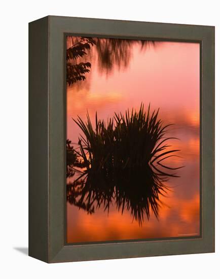 Sunrise Reflection in Swampy Wilderness, Wakodahatchee Preserve, Florida, USA-Jerry Ginsberg-Framed Premier Image Canvas