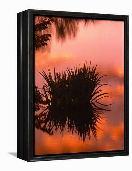 Sunrise Reflection in Swampy Wilderness, Wakodahatchee Preserve, Florida, USA-Jerry Ginsberg-Framed Premier Image Canvas