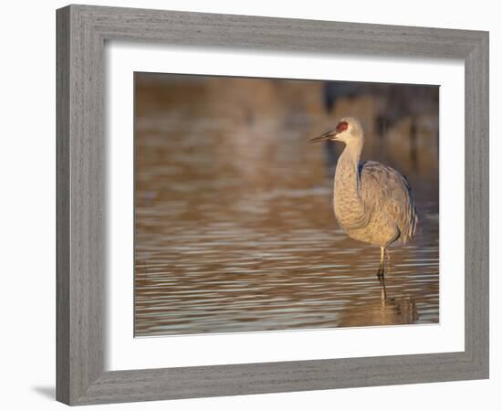 Sunrise, Sandhill cranes Bosque del Apache National Wildlife Refuge, New Mexico-Maresa Pryor-Framed Photographic Print