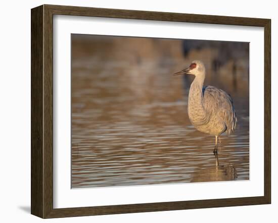 Sunrise, Sandhill cranes Bosque del Apache National Wildlife Refuge, New Mexico-Maresa Pryor-Framed Photographic Print