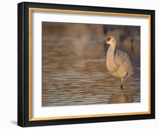 Sunrise, Sandhill cranes Bosque del Apache National Wildlife Refuge, New Mexico-Maresa Pryor-Framed Photographic Print