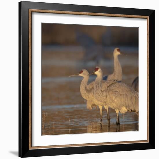 Sunrise, Sandhill cranes Bosque del Apache National Wildlife Refuge, New Mexico-Maresa Pryor-Framed Photographic Print