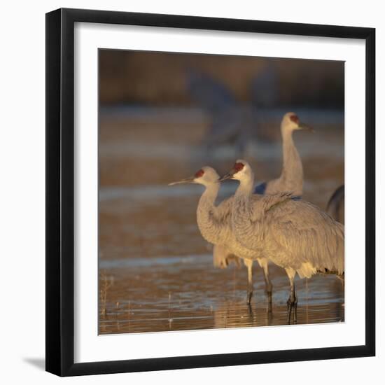 Sunrise, Sandhill cranes Bosque del Apache National Wildlife Refuge, New Mexico-Maresa Pryor-Framed Photographic Print