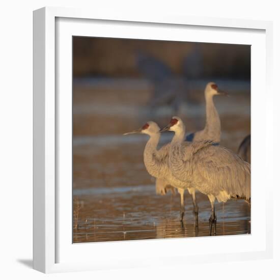 Sunrise, Sandhill cranes Bosque del Apache National Wildlife Refuge, New Mexico-Maresa Pryor-Framed Photographic Print