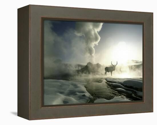 Sunrise Silhouette of Elk at Castle Geyser, Yellowstone National Park, Wyoming, USA-Jim Zuckerman-Framed Premier Image Canvas