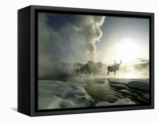 Sunrise Silhouette of Elk at Castle Geyser, Yellowstone National Park, Wyoming, USA-Jim Zuckerman-Framed Premier Image Canvas