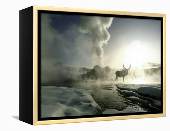 Sunrise Silhouette of Elk at Castle Geyser, Yellowstone National Park, Wyoming, USA-Jim Zuckerman-Framed Premier Image Canvas