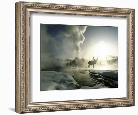 Sunrise Silhouette of Elk at Castle Geyser, Yellowstone National Park, Wyoming, USA-Jim Zuckerman-Framed Photographic Print