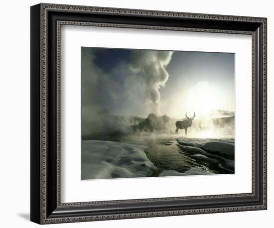 Sunrise Silhouette of Elk at Castle Geyser, Yellowstone National Park, Wyoming, USA-Jim Zuckerman-Framed Photographic Print