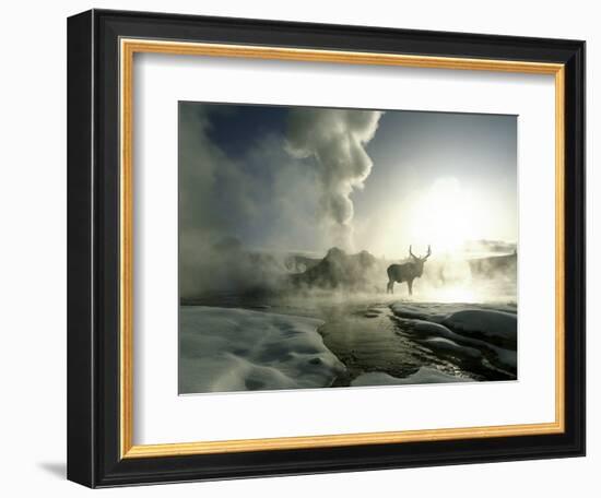 Sunrise Silhouette of Elk at Castle Geyser, Yellowstone National Park, Wyoming, USA-Jim Zuckerman-Framed Photographic Print