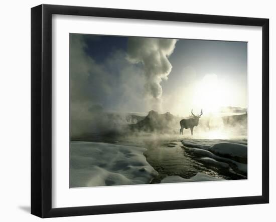 Sunrise Silhouette of Elk at Castle Geyser, Yellowstone National Park, Wyoming, USA-Jim Zuckerman-Framed Photographic Print