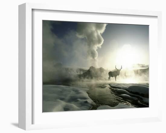 Sunrise Silhouette of Elk at Castle Geyser, Yellowstone National Park, Wyoming, USA-Jim Zuckerman-Framed Photographic Print