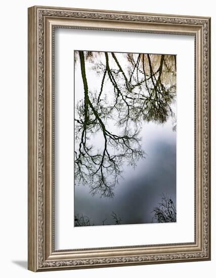 Sunrise Springs, Santa Fe, New Mexico, USA. Tree and water reflection-Jolly Sienda-Framed Photographic Print