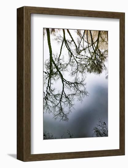 Sunrise Springs, Santa Fe, New Mexico, USA. Tree and water reflection-Jolly Sienda-Framed Photographic Print