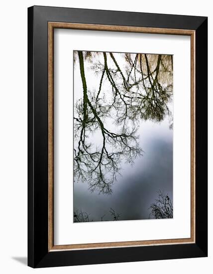 Sunrise Springs, Santa Fe, New Mexico, USA. Tree and water reflection-Jolly Sienda-Framed Photographic Print