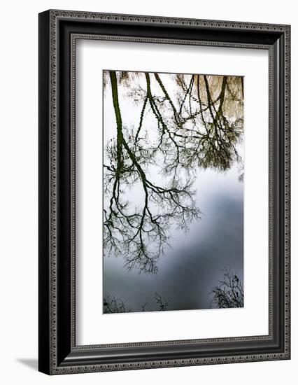 Sunrise Springs, Santa Fe, New Mexico, USA. Tree and water reflection-Jolly Sienda-Framed Photographic Print