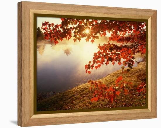 Sunrise Through Autumn Leaves-Joseph Sohm-Framed Premier Image Canvas
