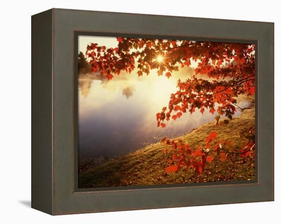 Sunrise Through Autumn Leaves-Joseph Sohm-Framed Premier Image Canvas