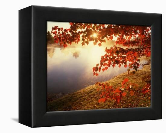 Sunrise Through Autumn Leaves-Joseph Sohm-Framed Premier Image Canvas