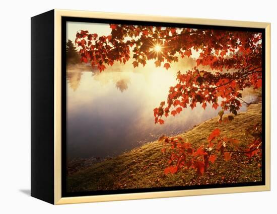 Sunrise Through Autumn Leaves-Joseph Sohm-Framed Premier Image Canvas