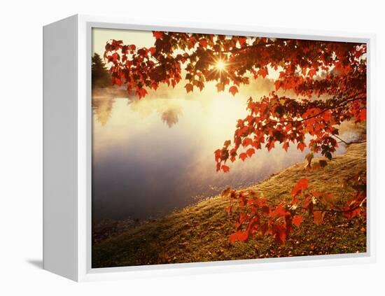 Sunrise Through Autumn Leaves-Joseph Sohm-Framed Premier Image Canvas