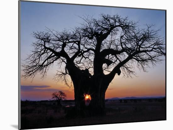 Sunrise Through Hole Made in Baobab Tree by an Elephant in Ruaha National Park of Southern Tanzania-Nigel Pavitt-Mounted Photographic Print