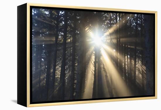 Sunrise through Morning Fog and Trees, Oregon Coast, Pacific Northwest-Craig Tuttle-Framed Premier Image Canvas