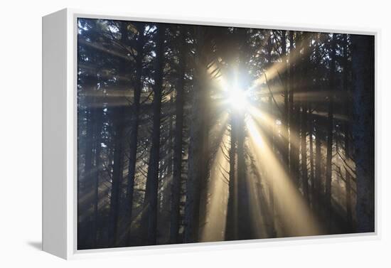 Sunrise through Morning Fog and Trees, Oregon Coast, Pacific Northwest-Craig Tuttle-Framed Premier Image Canvas
